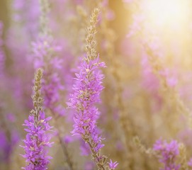 Beautiful wild violet natural flowers at sunrise