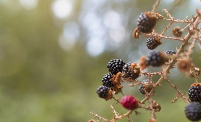 Close-up with branch with wild natural blackberries
