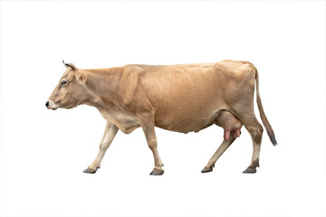 Running cow isolated on a white background.