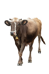 Running cow isolated on a white background.
