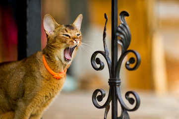close-up portrait of a yawning cat standing near a metal fence