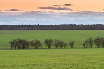 landscape with green field and blue sky