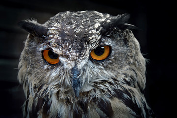 Portrait of eurasian eagle owl.
