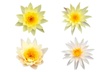 Yellow and white lotus flower set isolated on white background