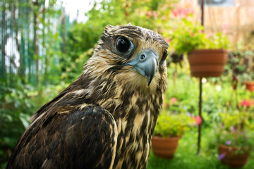 Falcon portrait close up.