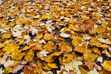 Autumn background.