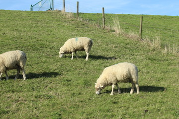 Fototapeta premium Sheep on the green dyke at Bensersiel, Northern Germany