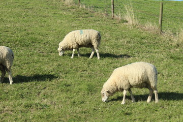 Sheep on the green dyke at Bensersiel, Northern Germany