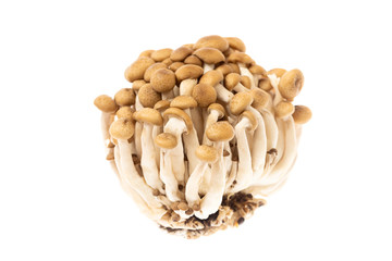 Closeup image of asian shimeji brown mushrooms bunch isolated at white background.