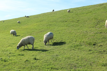 Naklejka na ściany i meble Sheep on the green dyke at Bensersiel, Northern Germany
