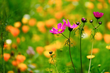 meadow flowers