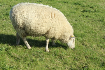 Obraz na płótnie Canvas Sheep on the green dyke at Bensersiel, Northern Germany