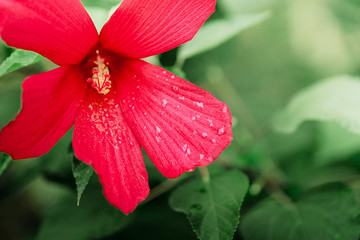 Beautiful big red flowers on a background of nature