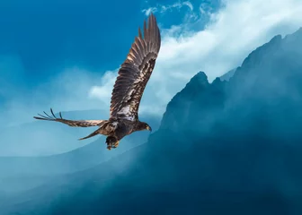 Zelfklevend Fotobehang Bald Eagle Juvenile Over Foggy Mountains...Some Native Peoples Believe the Eagle can Take Your Dreams to Heaven © Jim