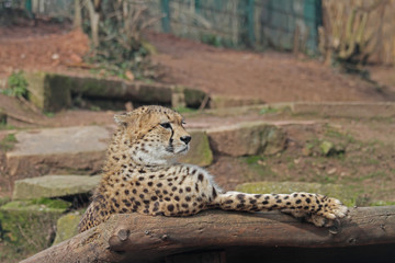 Gepard © Asray Laleike