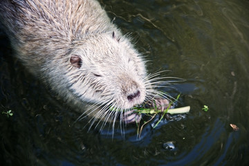 Muskrat in the water.