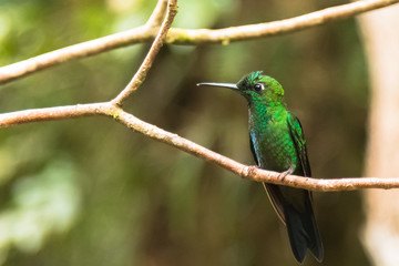 Kolibri im Monte Verde Nebelwald in Costa Rica
