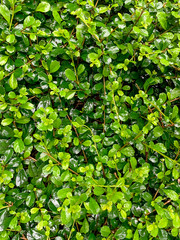 green leaves background