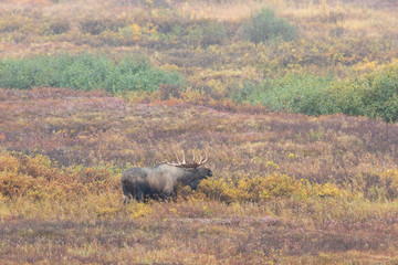 Alaska Yukon Bull Moose in Denali National Park in Autumn