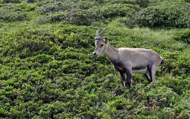 Bouquetin sauvage rencontré en montagne à Vallorcine - FranceBouquetin sauvage rencontré en montagne à Vallorcine - France
