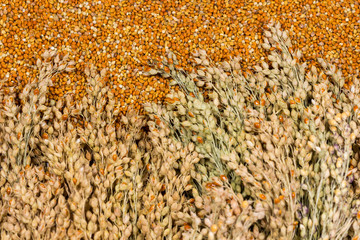 Grains and sprigs of red millet. Top view