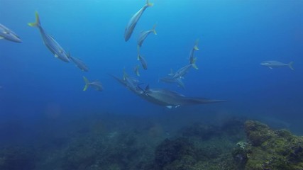 Manta Ray & Colourful Fish School. Graceful & Peaceful Big Manta Gliding, Swimming & Feeding On Coral Reef Cleaning Station In Blue Sea Water & Sunlit Surface. Pelagic Filter Feeder Marine Life