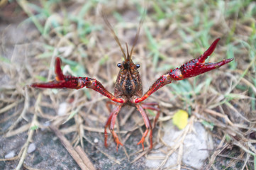 wild red swamp crawfish attacks!