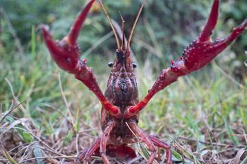 wild red swamp crawfish attacks!