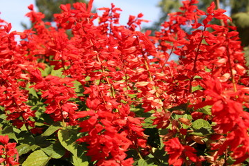 Grelle rote Blumen vor blauem Himmel