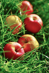 apples on green grass in the garden