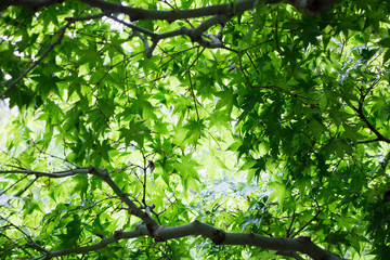 Fototapeta na wymiar Background looking up green maple leaves