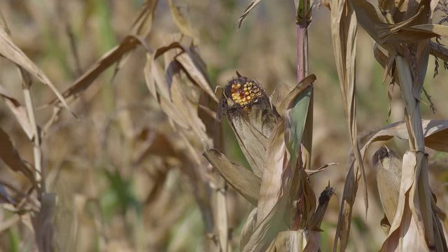 Mature corn field in autumn time