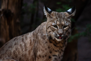 portrait of a bobcat