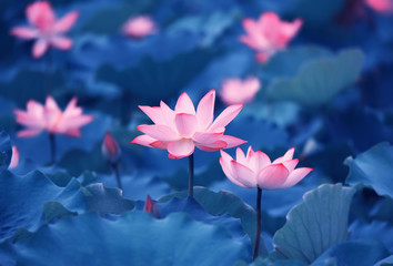 Lotus flower and Lotus flower plants