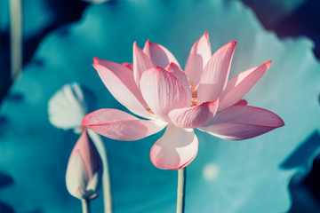 Lotus flower and Lotus flower plants