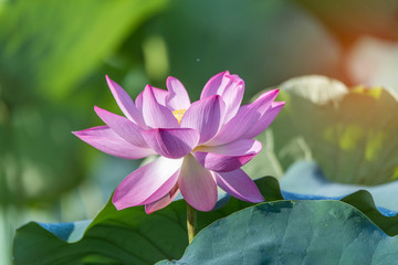 Fototapeta premium Lotus flower and Lotus flower plants