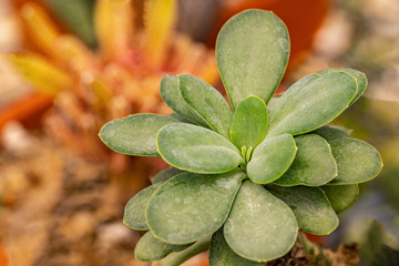 Fototapeta na wymiar Cactus and Desert plants for background 