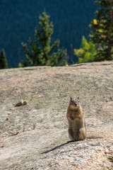 Chipmunk Posing in Rocky Mountain National Park 05