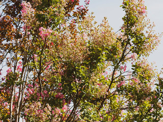 Blüte von Lagerstroemia indica or Chinesische kräuselmyrthe 