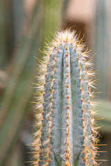 Cactus and Desert plants for background 