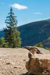 Chipmunk Posing in Rocky Mountain National Park 02