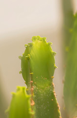 Cactus and Desert plants for background 