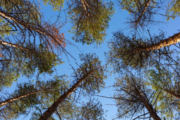pine trees against the blue sky