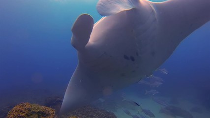 Manta Ray & Colourful Fish School. Peaceful & Graceful Manta Gliding, Swimming, Turning & Feeding On Coral Reef Cleaning Station In Blue Sea Water Sunlit Sea Surface. Pelagic Filter Feeder Marine Life