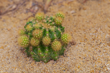 Cactus and Desert plants for background 