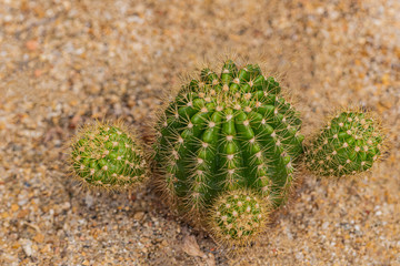 Fototapeta premium Cactus and Desert plants for background 