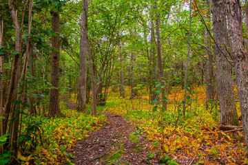 The forest floor around the trail has been given autumn colors
