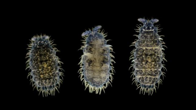 insect Collembola is a subclass of Arthropoda, lives in soil, trees, algae in a pond, some species of pests, family Neanuridae, possibly Deutonura sp. was found in moss that grows on trees