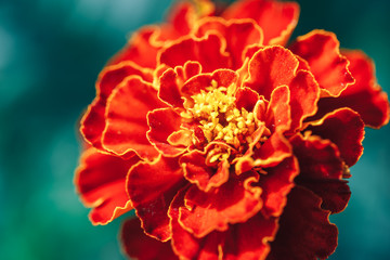 Close-up of dahlia red flower macro photo selected focus