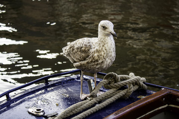 Seagulls in Amsterdam